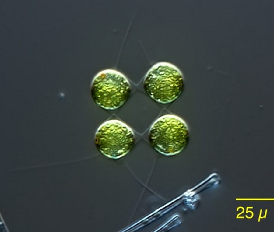Представитель Семейства Tetrabaenaceae